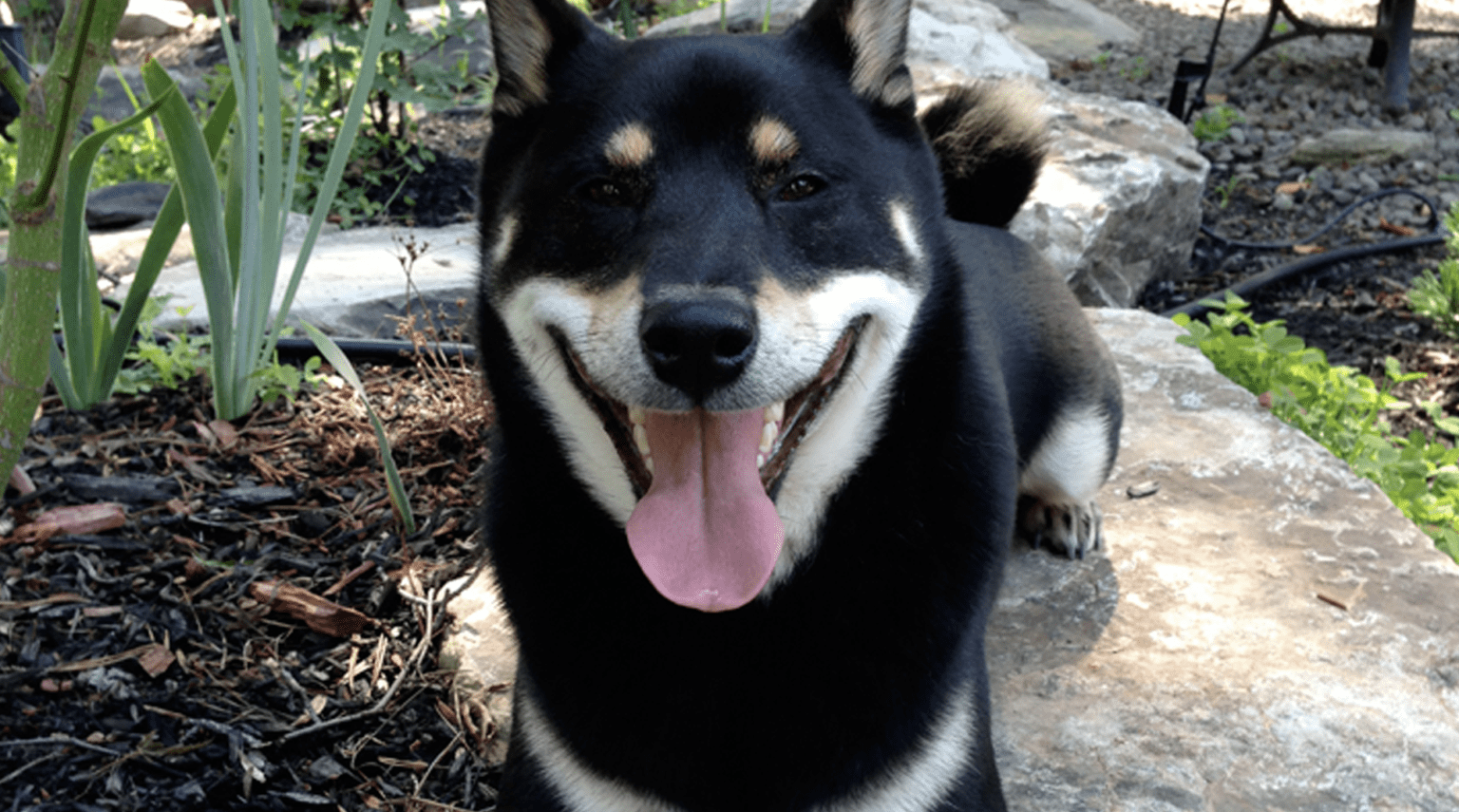 photo of BUKI the shiba inu that inspired the logo and name of the technology